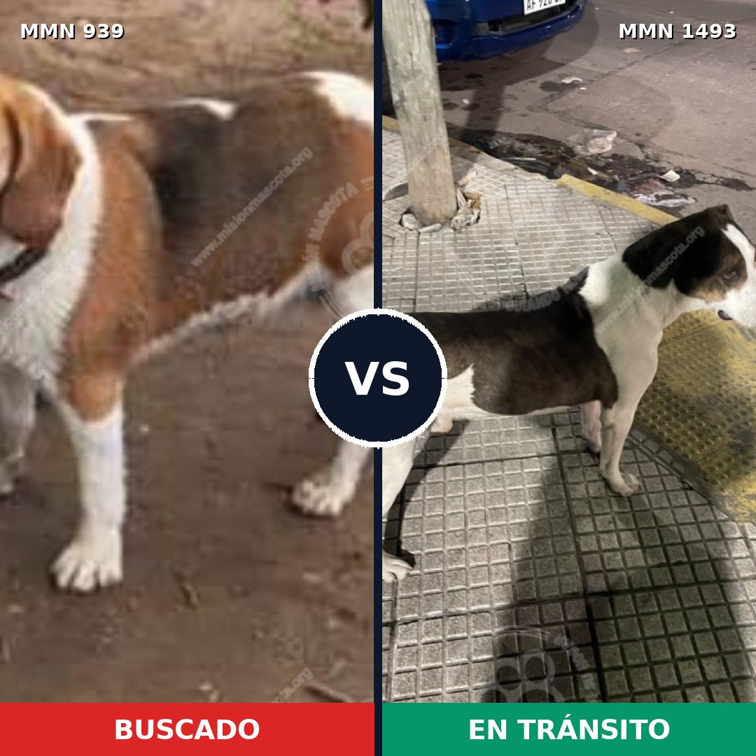 Comparativa MMS 26462: mascota perdida y mascota encontrada, 42% de similitud