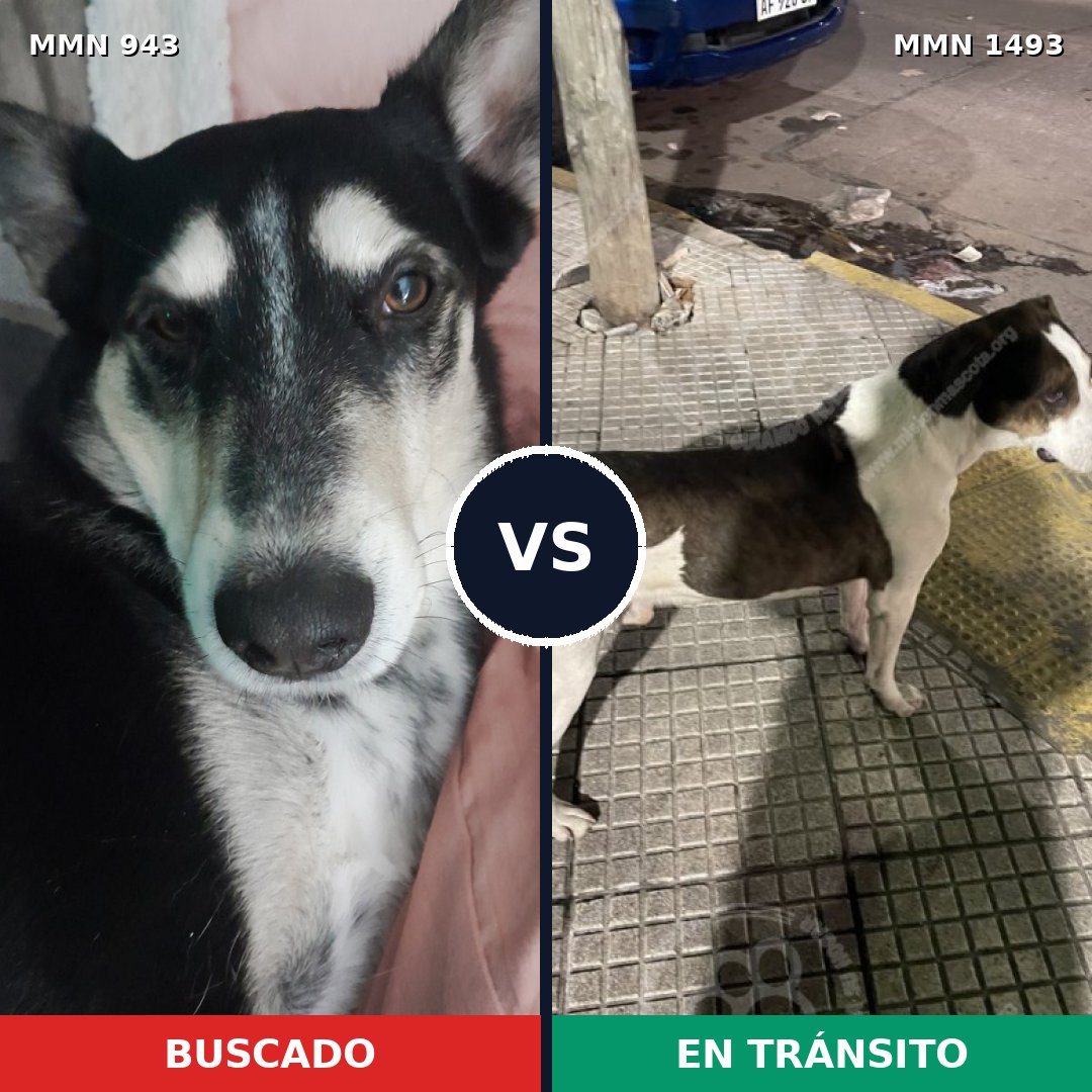 Comparativa MMS 26464: mascota perdida y mascota encontrada, 80% de similitud