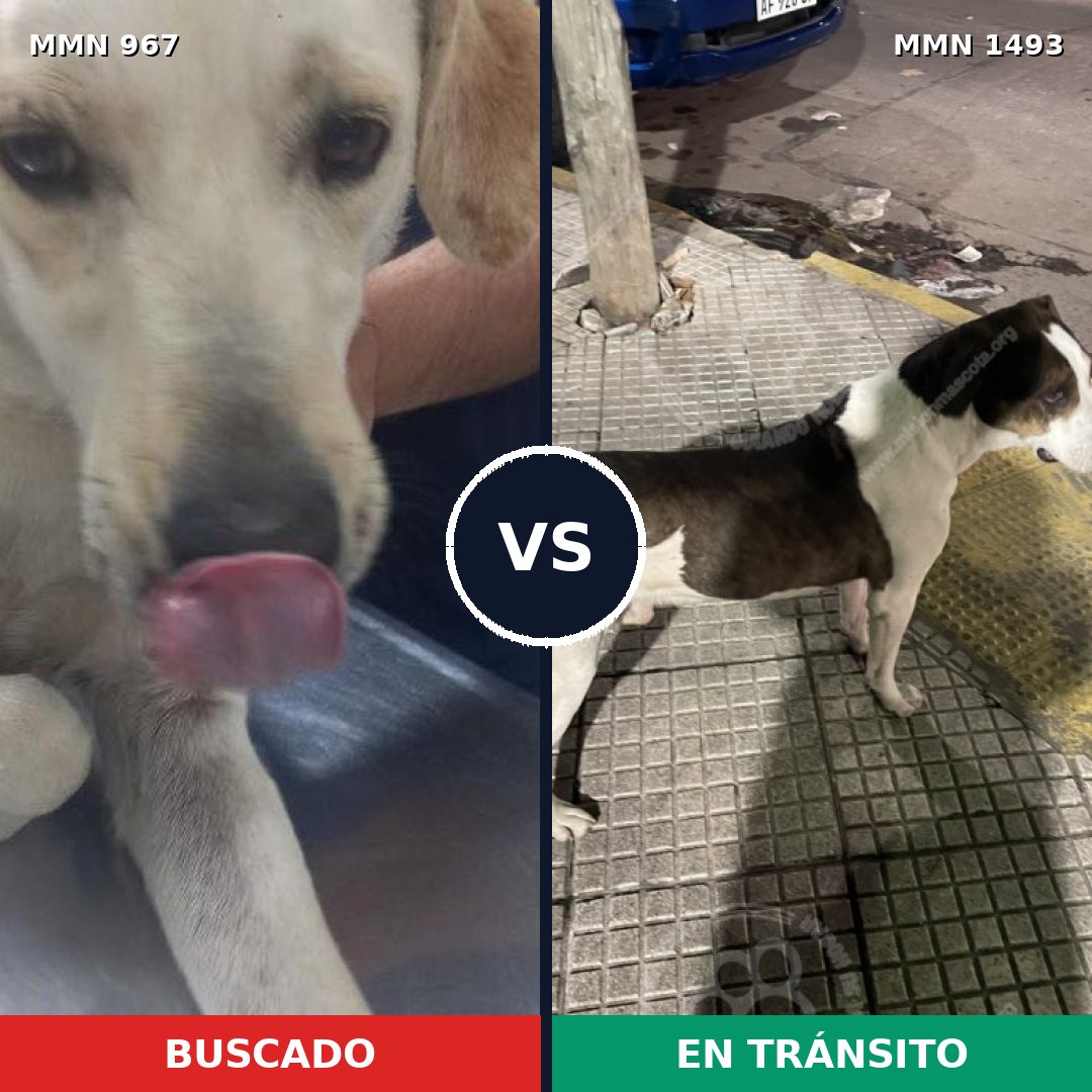 Comparativa MMS 26466: mascota perdida y mascota encontrada, 55% de similitud