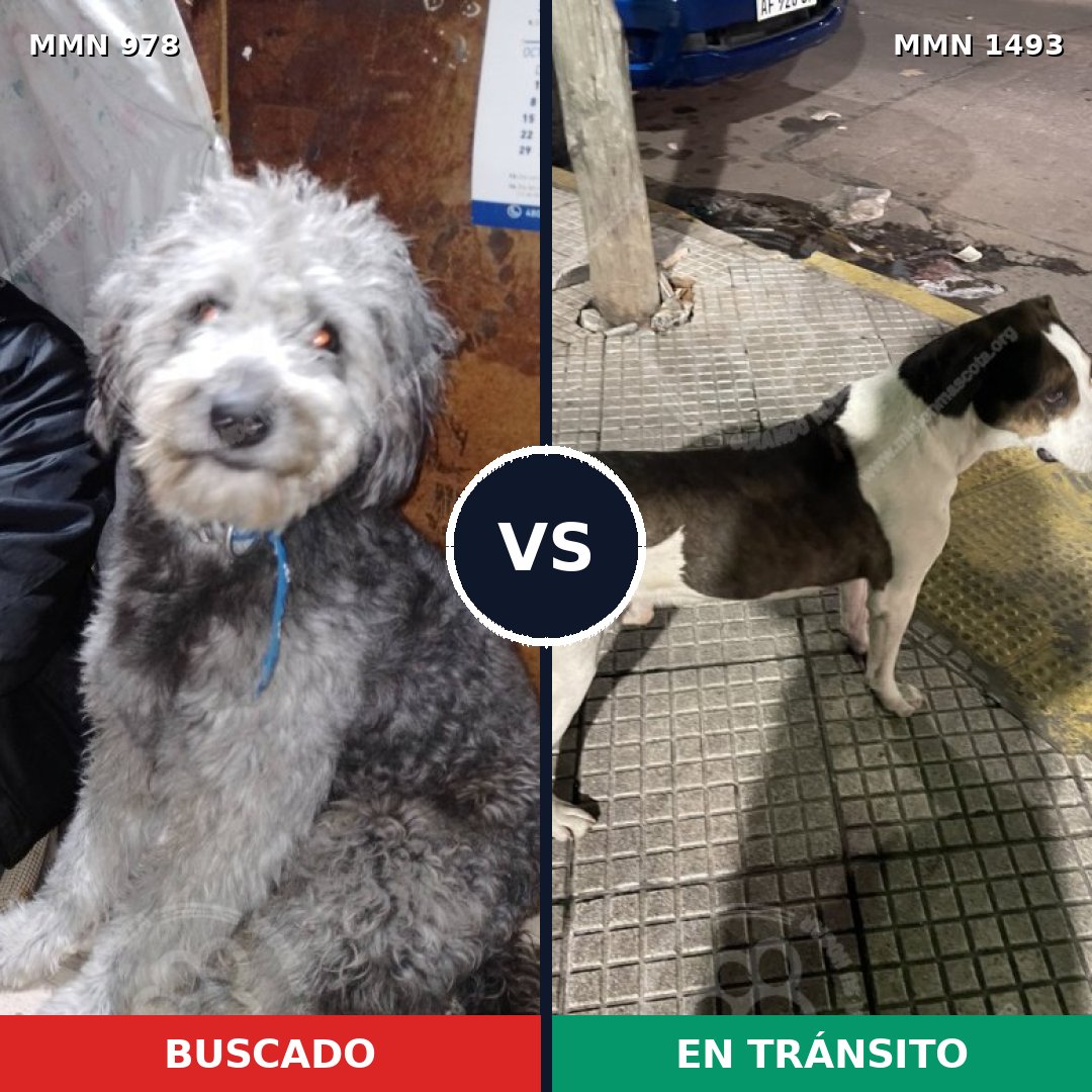 Comparativa MMS 26468: mascota perdida y mascota encontrada, 43% de similitud