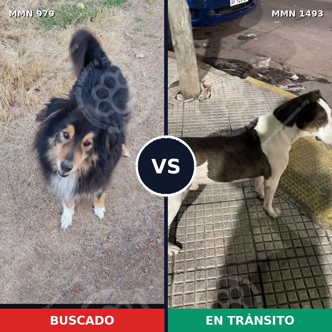 Comparativa MMS 26469: mascota perdida y mascota encontrada, 27% de similitud