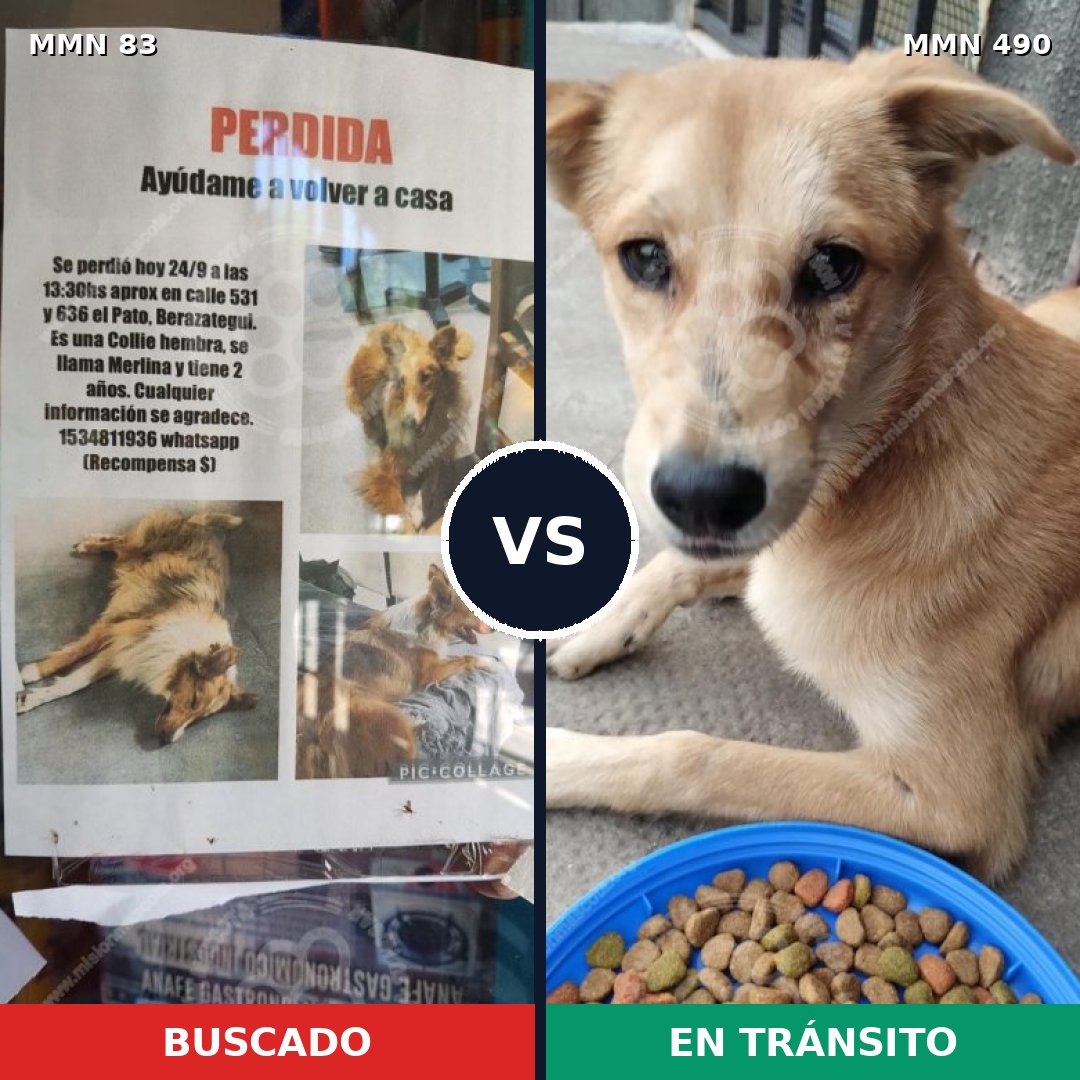 Comparativa MMS 2647: mascota perdida y mascota encontrada, 6% de similitud