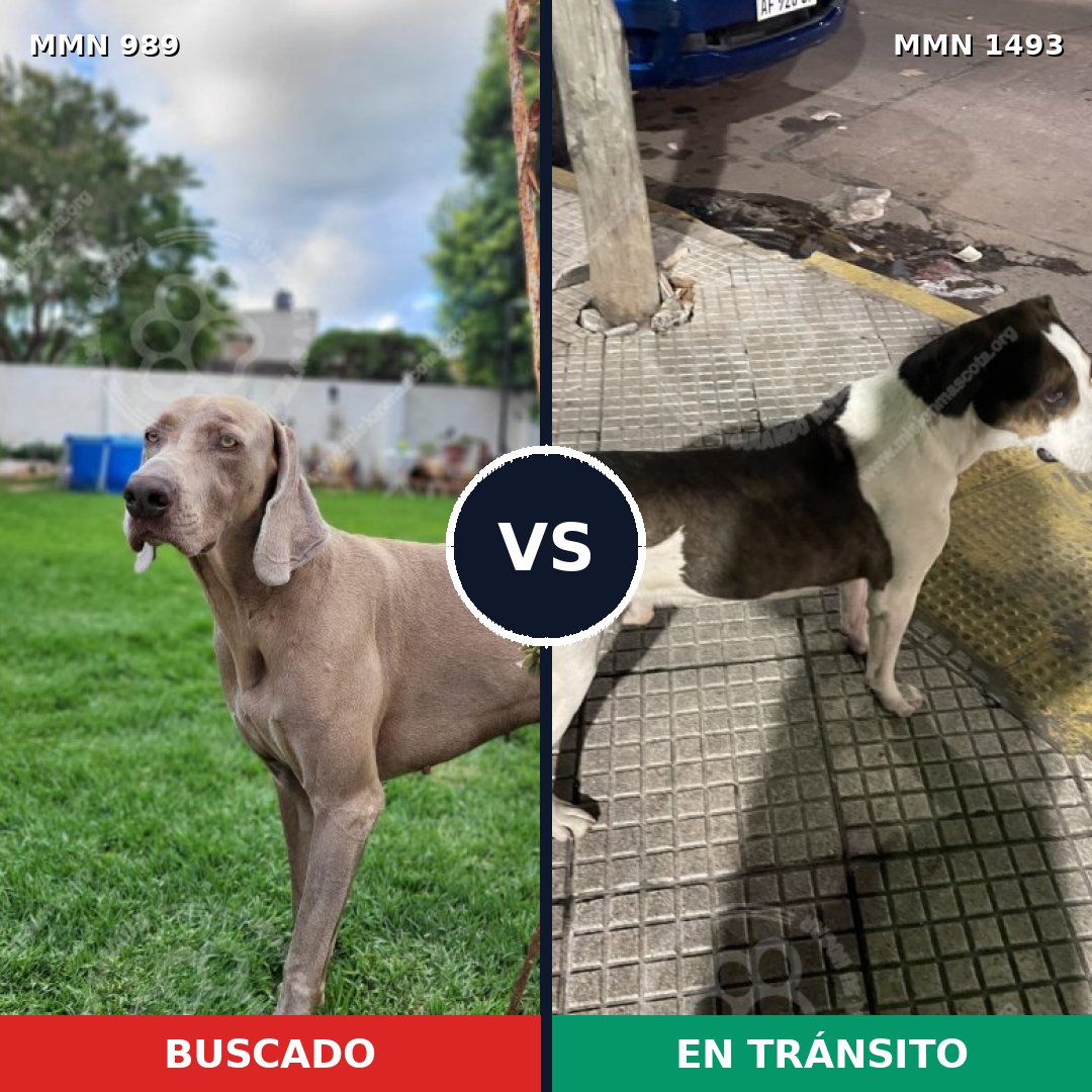 Comparativa MMS 26471: mascota perdida y mascota encontrada, 52% de similitud