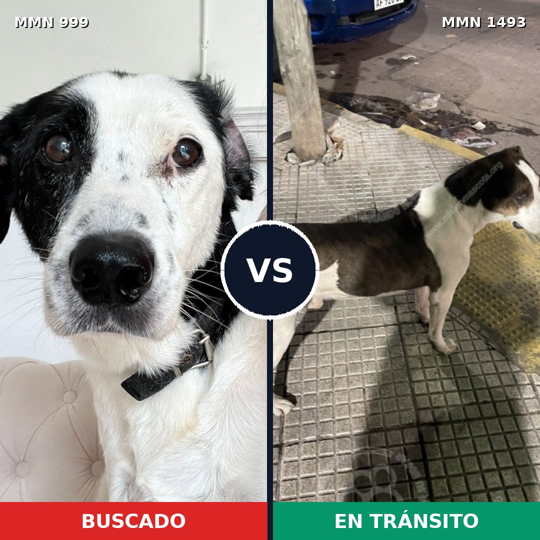 Comparativa MMS 26472: mascota perdida y mascota encontrada, 44% de similitud