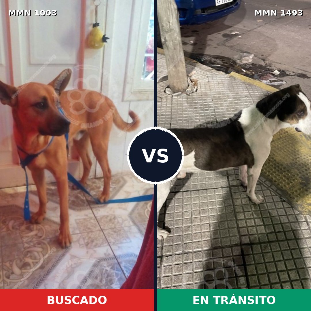 Comparativa MMS 26473: mascota perdida y mascota encontrada, 54% de similitud