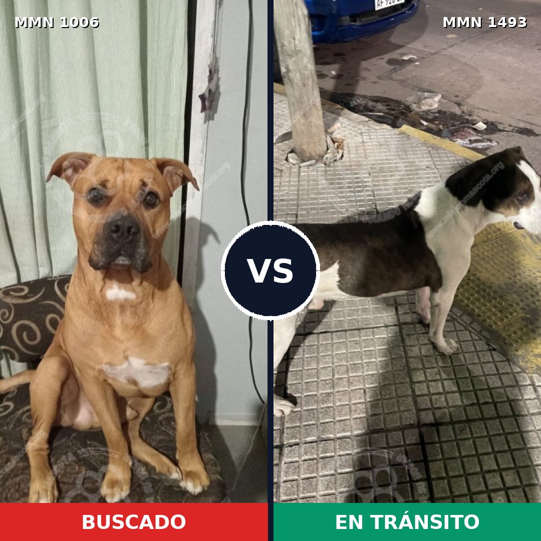 Comparativa MMS 26474: mascota perdida y mascota encontrada, 82% de similitud