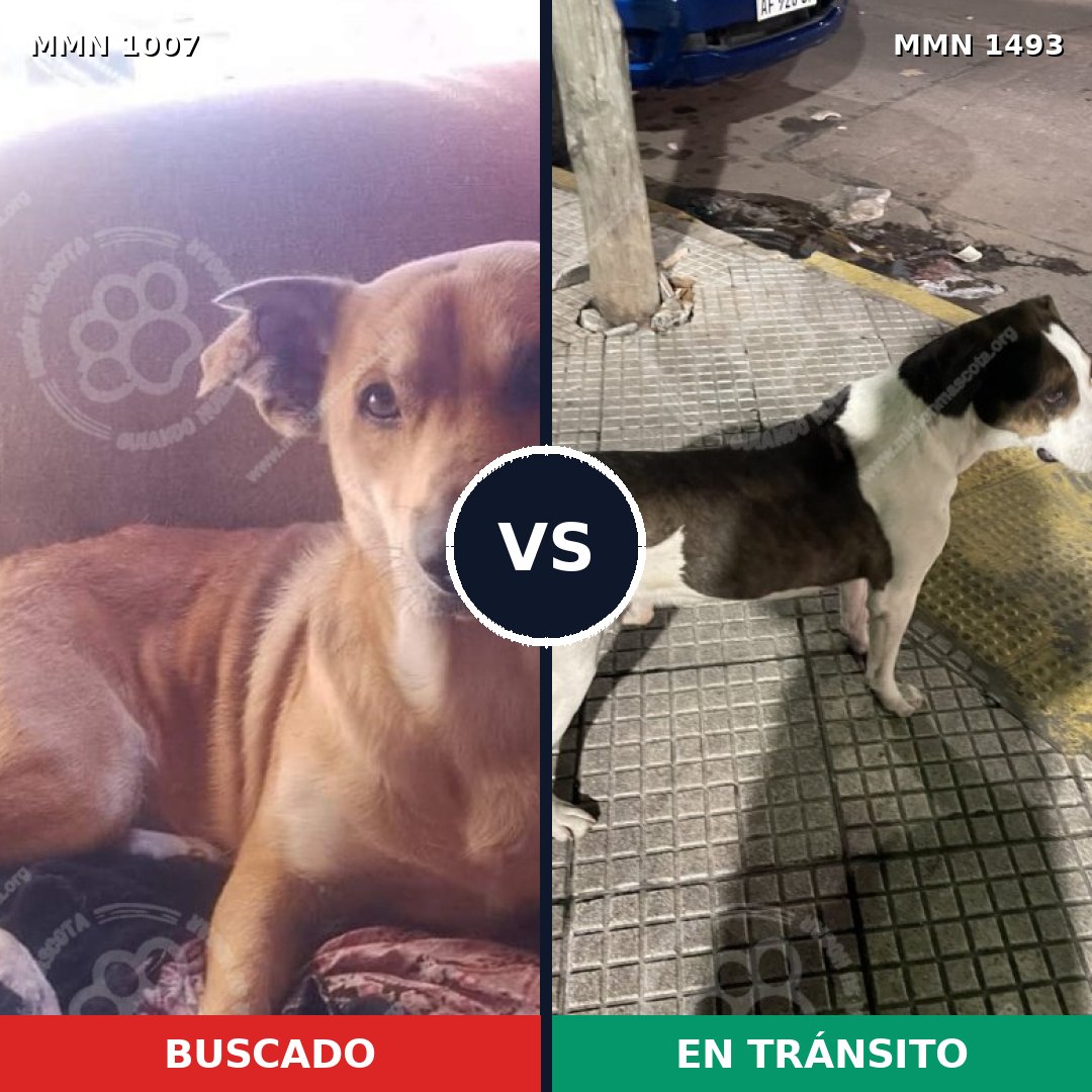 Comparativa MMS 26475: mascota perdida y mascota encontrada, 68% de similitud