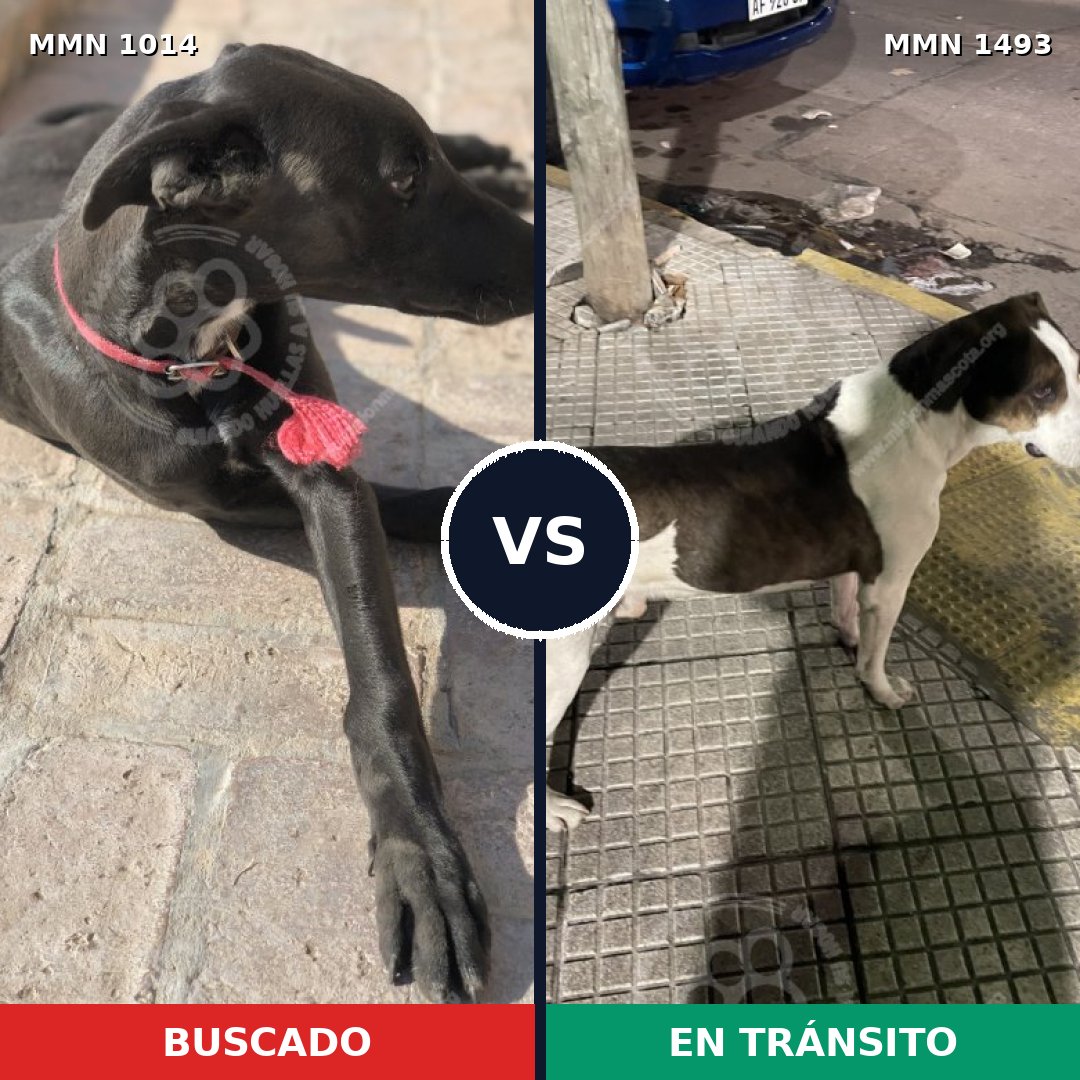 Comparativa MMS 26476: mascota perdida y mascota encontrada, 50% de similitud
