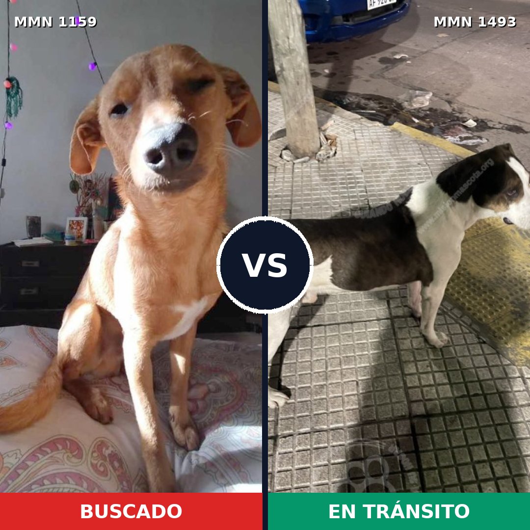 Comparativa MMS 26477: mascota perdida y mascota encontrada, 60% de similitud
