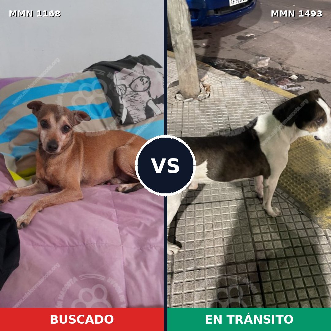 Comparativa MMS 26478: mascota perdida y mascota encontrada, 34% de similitud