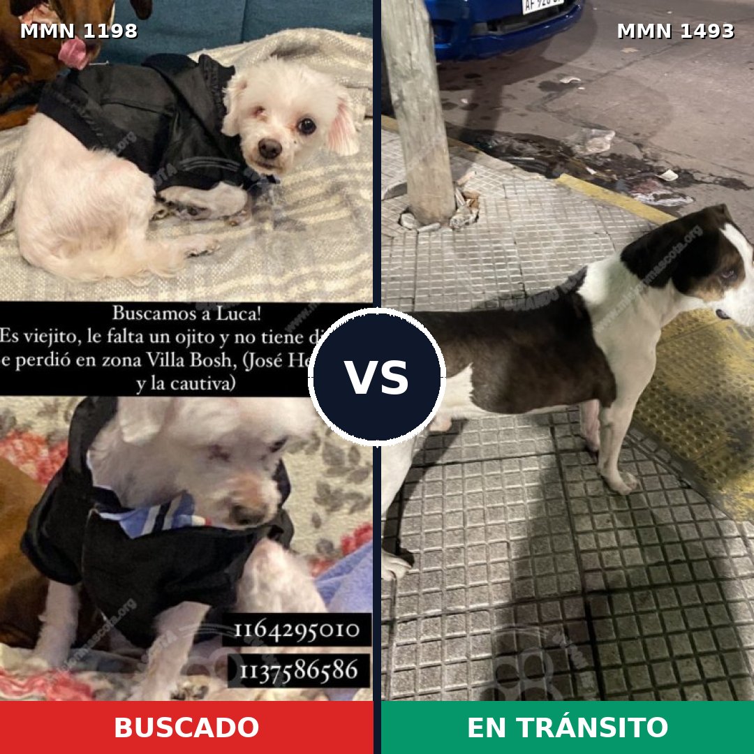 Comparativa MMS 26479: mascota perdida y mascota encontrada, 42% de similitud