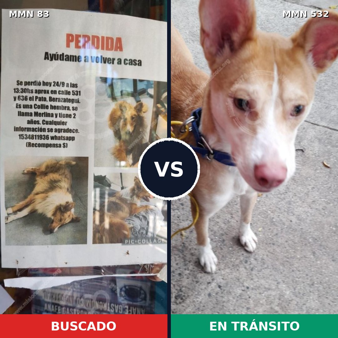Comparativa MMS 2648: mascota perdida y mascota encontrada, 9% de similitud