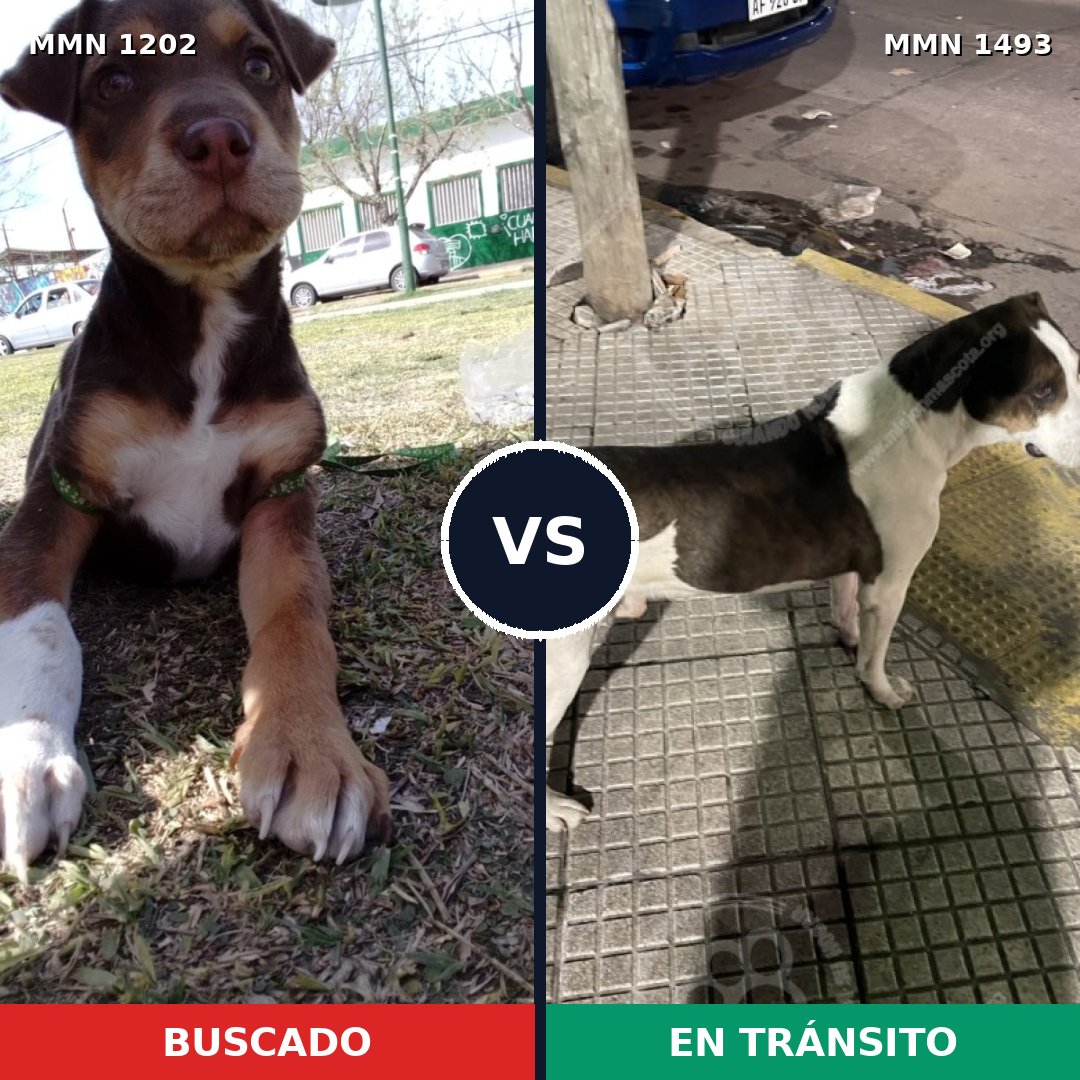 Comparativa MMS 26480: mascota perdida y mascota encontrada, 60% de similitud