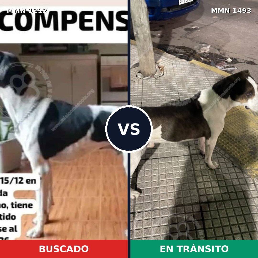 Comparativa MMS 26482: mascota perdida y mascota encontrada, 59% de similitud