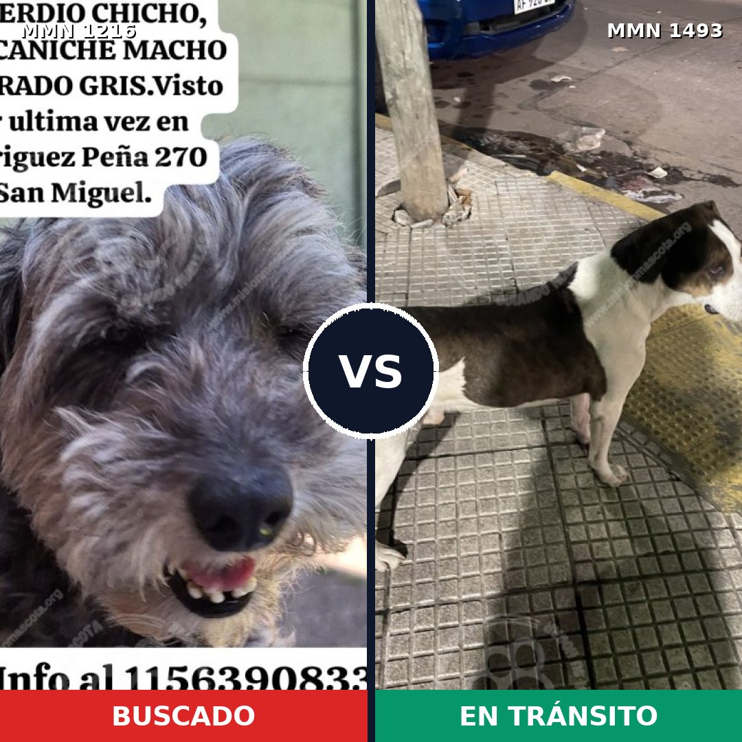 Comparativa MMS 26483: mascota perdida y mascota encontrada, 42% de similitud
