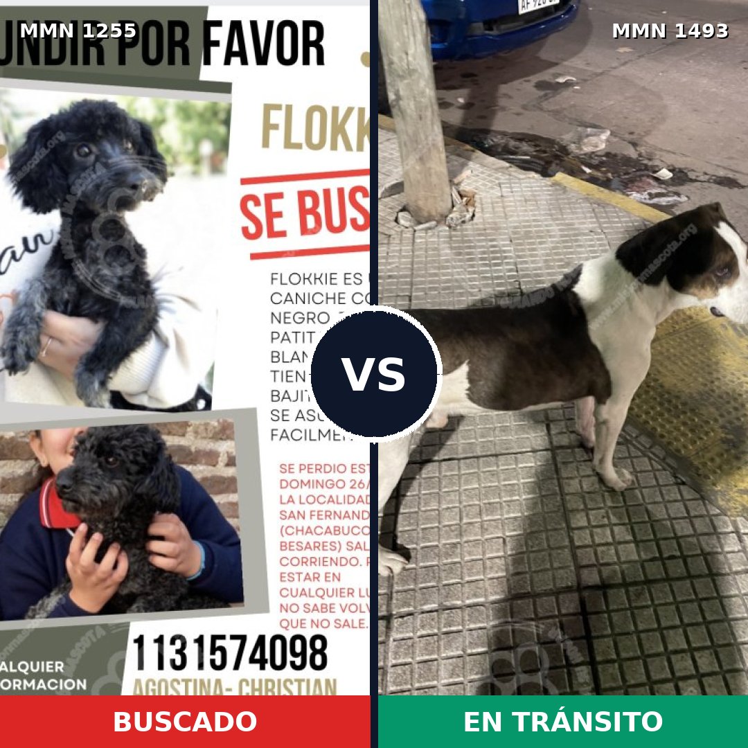 Comparativa MMS 26486: mascota perdida y mascota encontrada, 38% de similitud