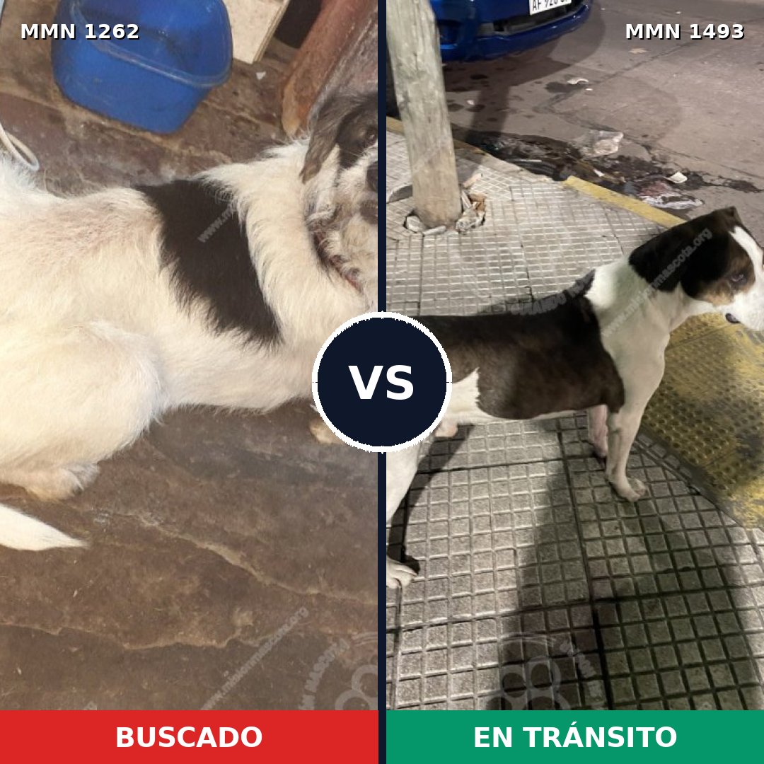 Comparativa MMS 26487: mascota perdida y mascota encontrada, 87% de similitud