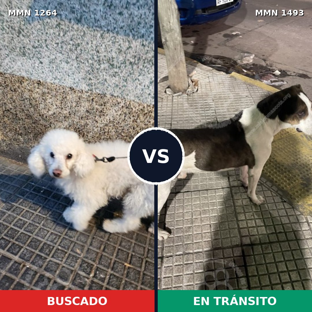 Comparativa MMS 26488: mascota perdida y mascota encontrada, 42% de similitud