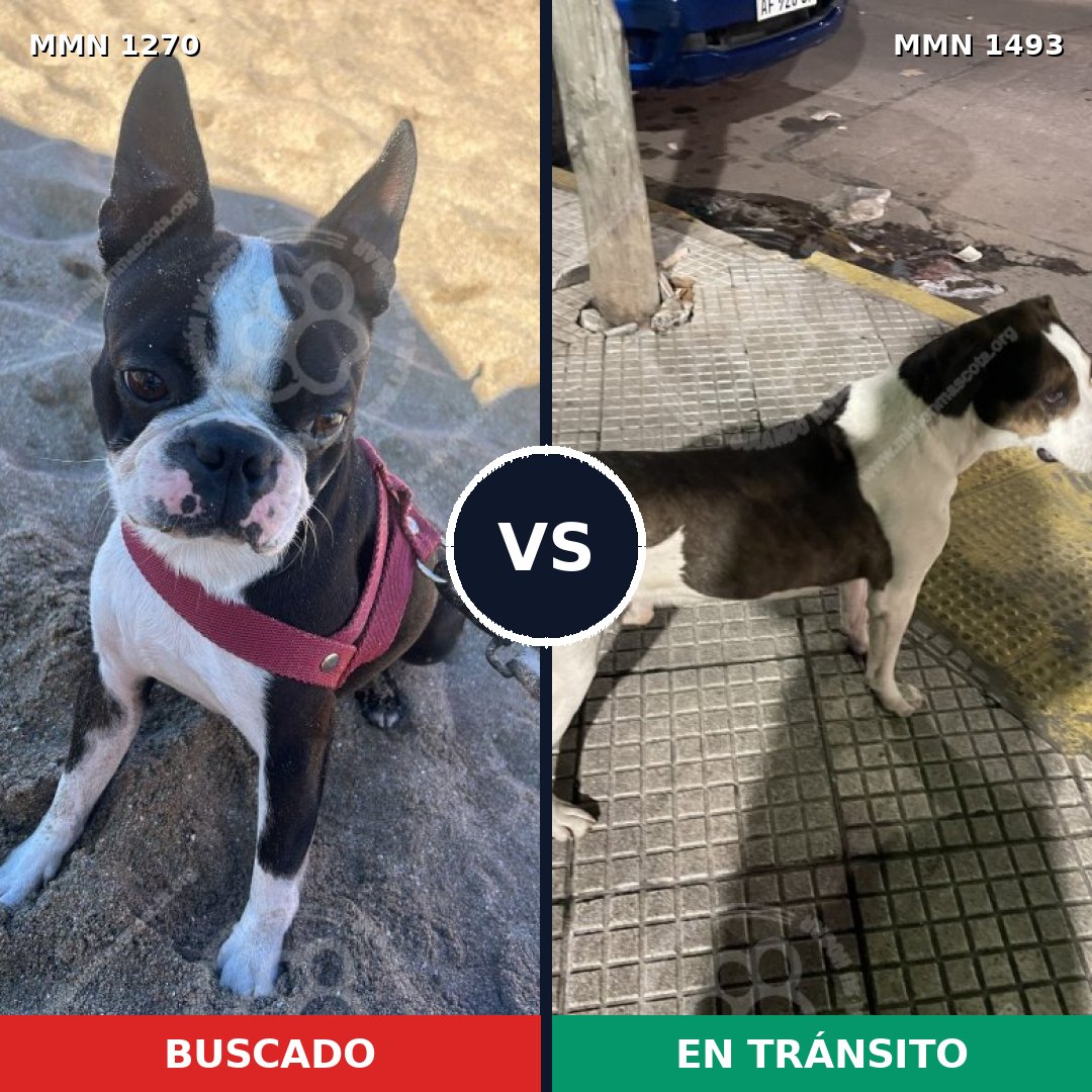 Comparativa MMS 26489: mascota perdida y mascota encontrada, 37% de similitud