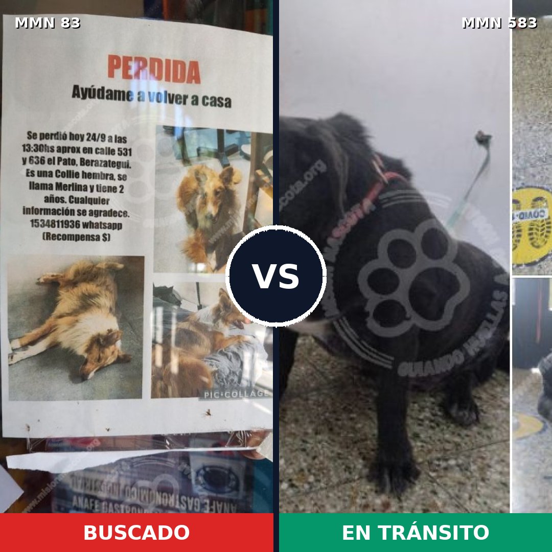 Comparativa MMS 2649: mascota perdida y mascota encontrada, 10% de similitud