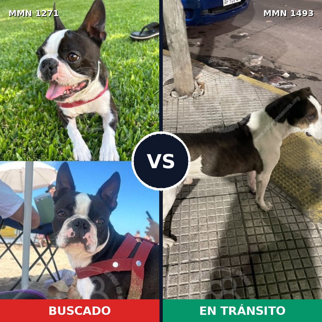 Comparativa MMS 26490: mascota perdida y mascota encontrada, 37% de similitud