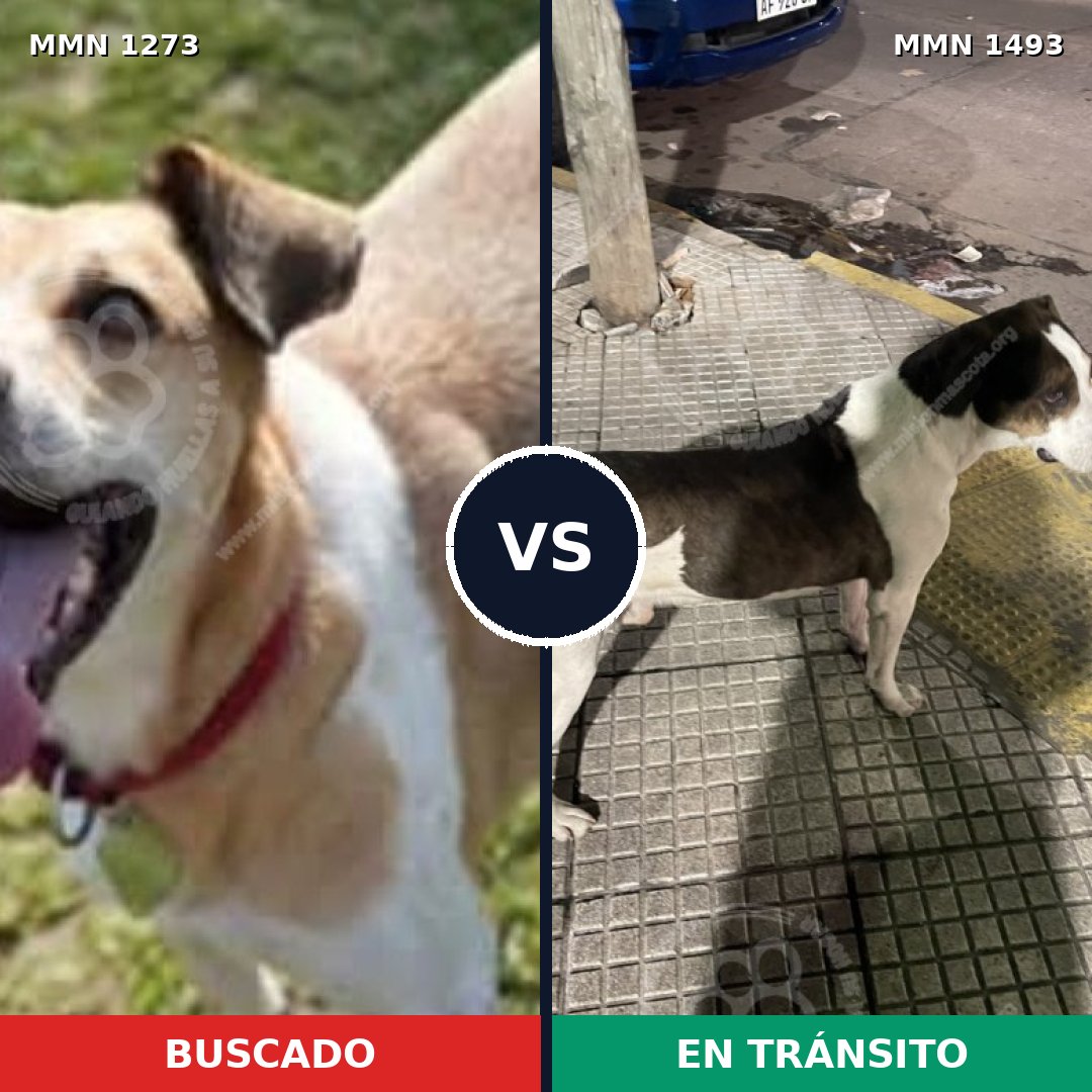Comparativa MMS 26492: mascota perdida y mascota encontrada, 62% de similitud