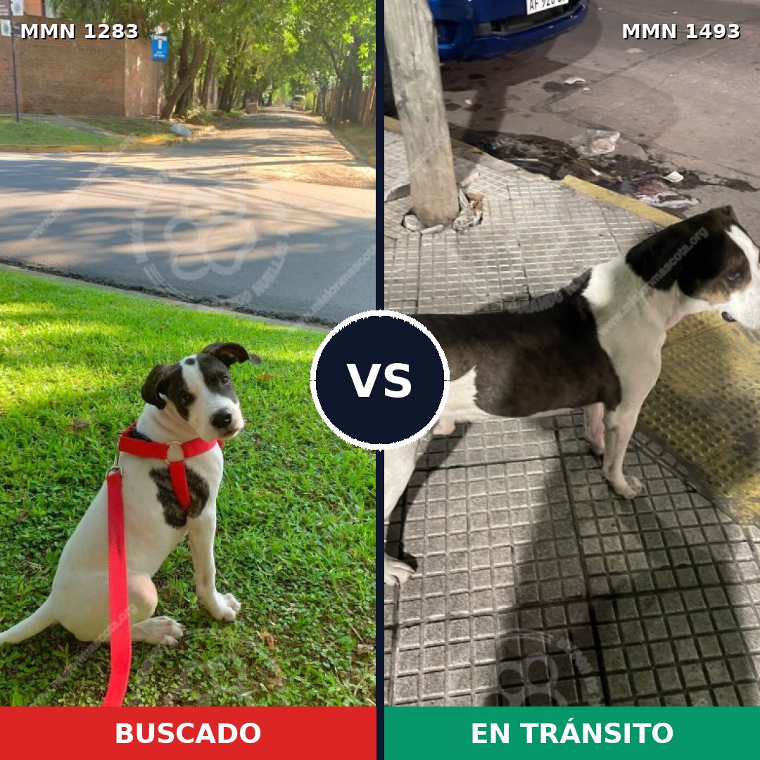 Comparativa MMS 26493: mascota perdida y mascota encontrada, 69% de similitud