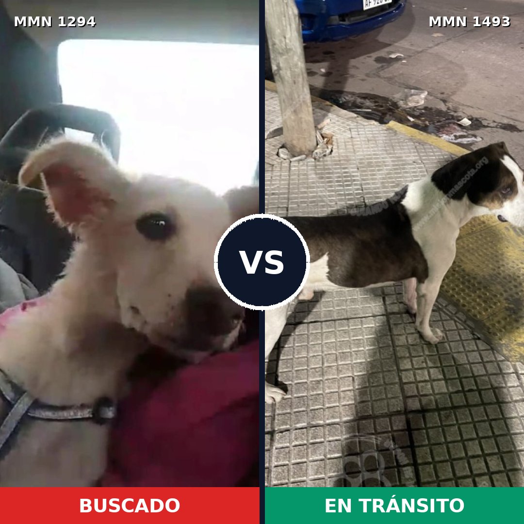 Comparativa MMS 26495: mascota perdida y mascota encontrada, 77% de similitud