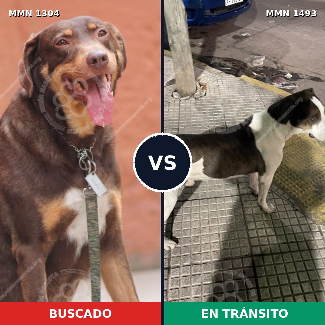 Comparativa MMS 26498: mascota perdida y mascota encontrada, 59% de similitud