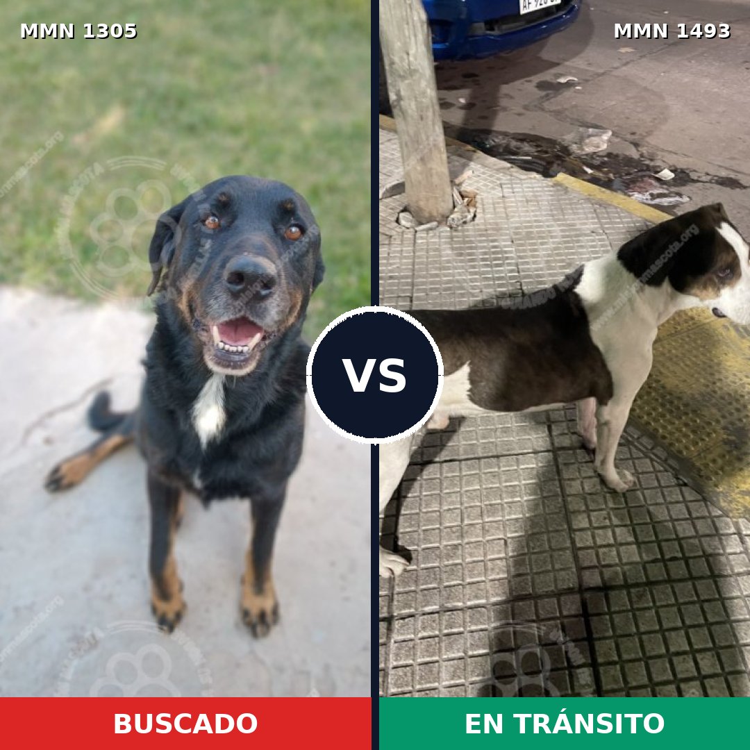 Comparativa MMS 26499: mascota perdida y mascota encontrada, 64% de similitud