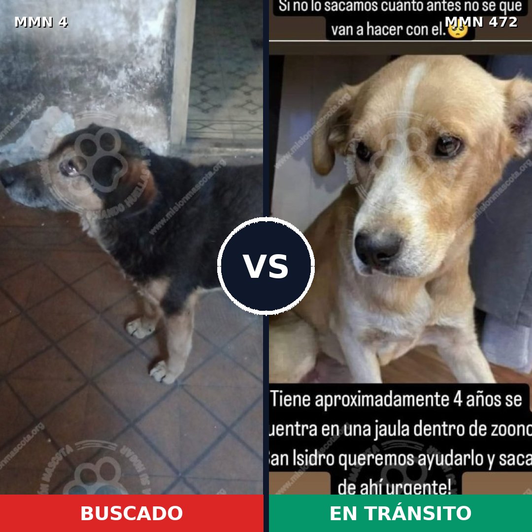 Comparativa MMS 265: mascota perdida y mascota encontrada, 70% de similitud