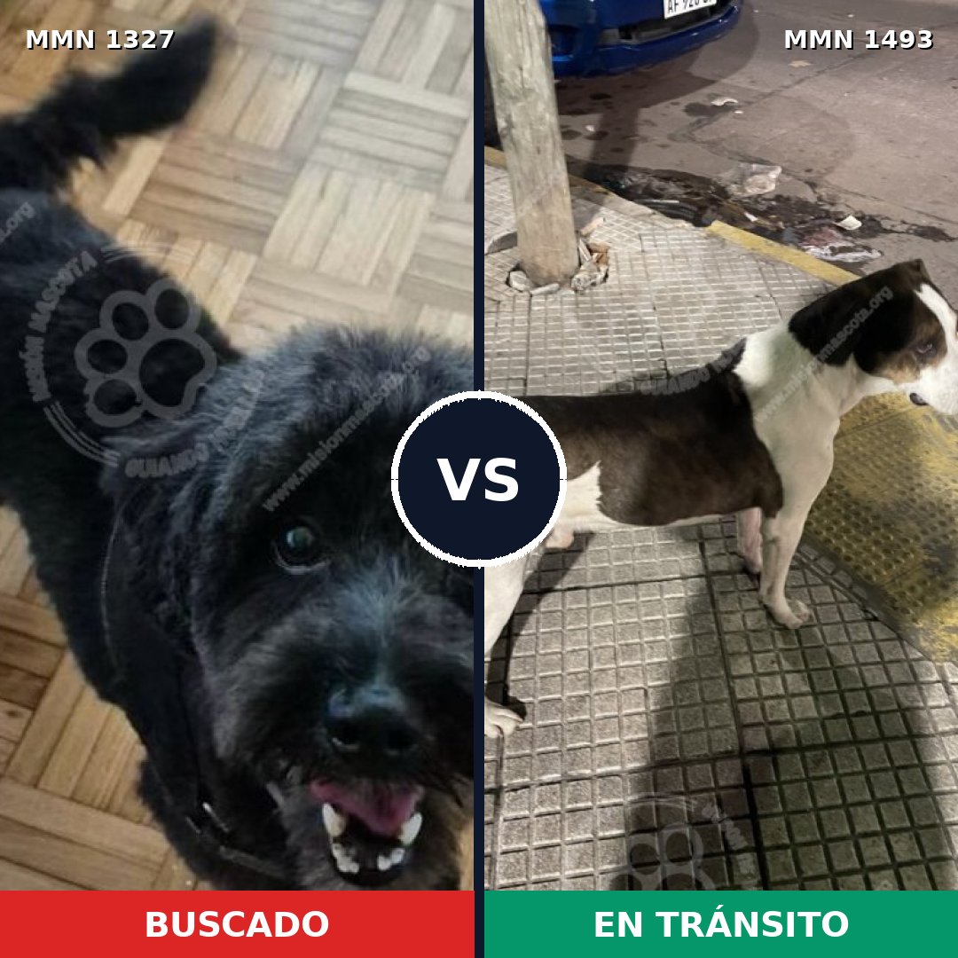 Comparativa MMS 26500: mascota perdida y mascota encontrada, 54% de similitud