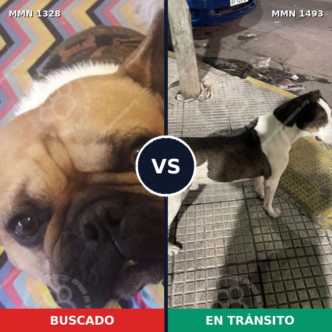 Comparativa MMS 26501: mascota perdida y mascota encontrada, 38% de similitud