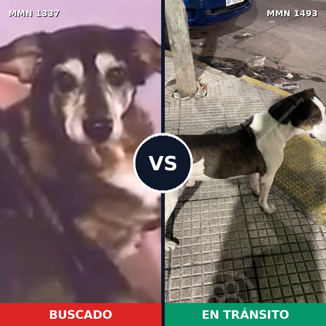 Comparativa MMS 26502: mascota perdida y mascota encontrada, 63% de similitud