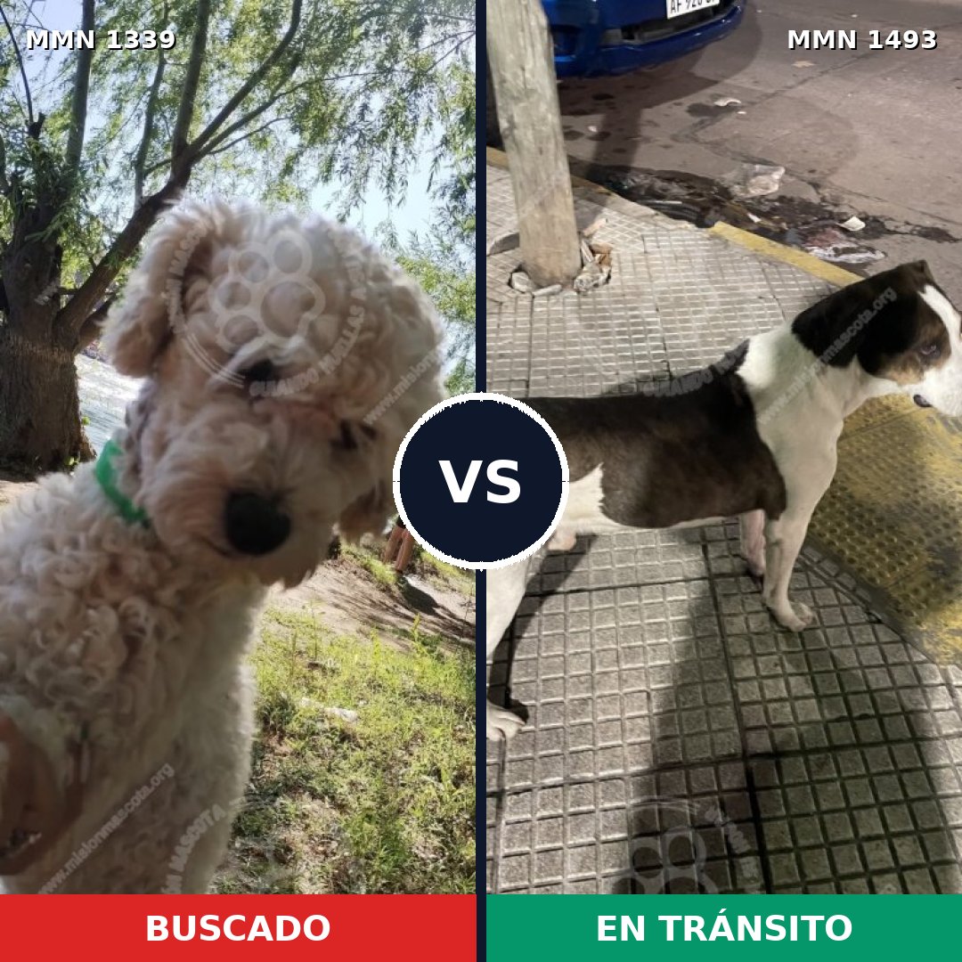 Comparativa MMS 26503: mascota perdida y mascota encontrada, 40% de similitud