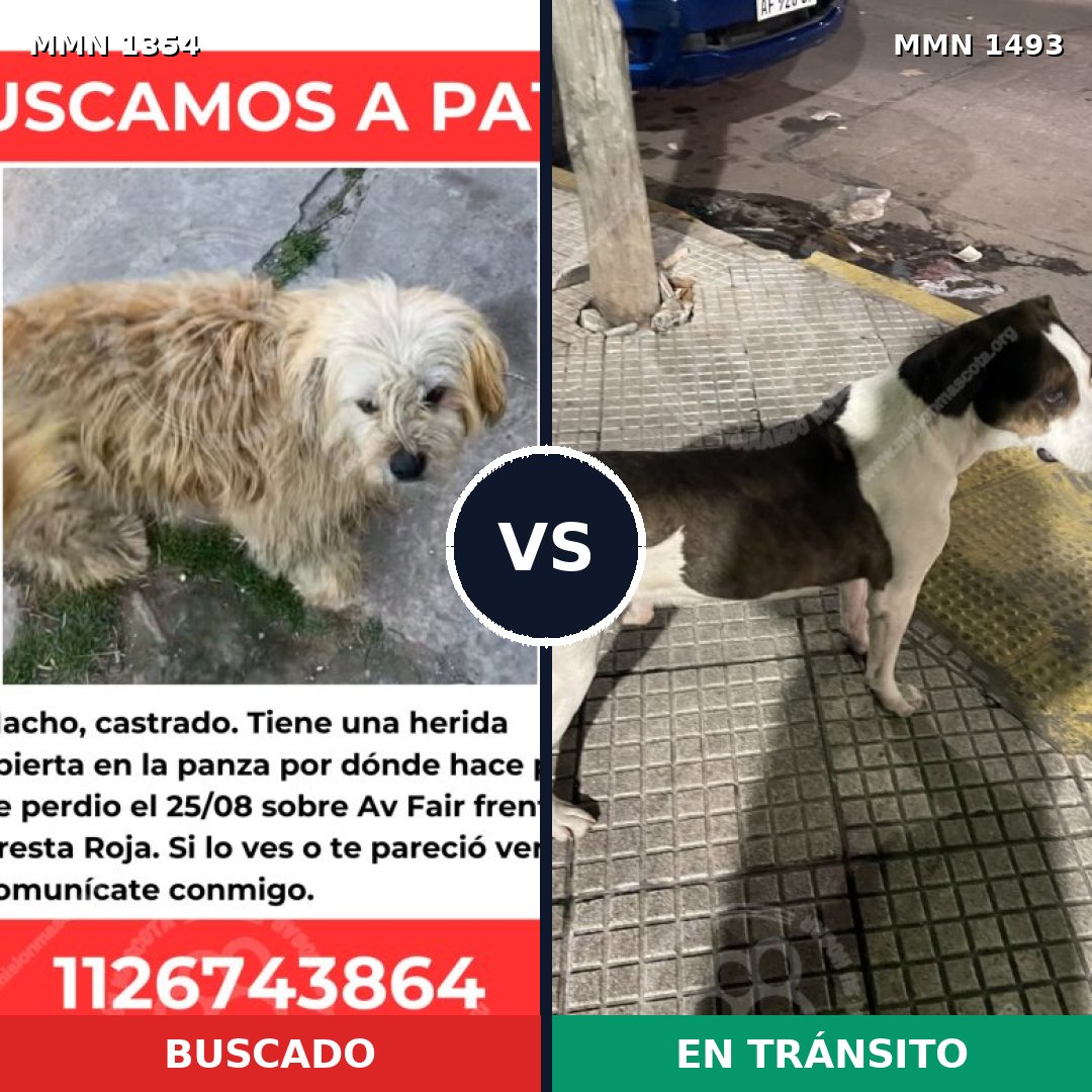 Comparativa MMS 26504: mascota perdida y mascota encontrada, 75% de similitud