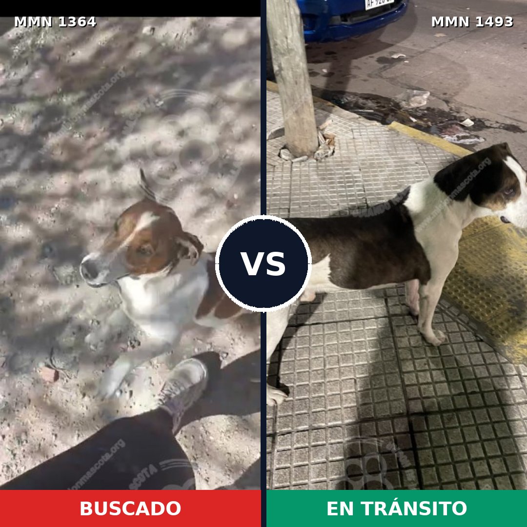 Comparativa MMS 26505: mascota perdida y mascota encontrada, 34% de similitud