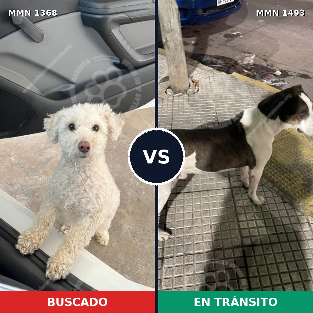 Comparativa MMS 26506: mascota perdida y mascota encontrada, 39% de similitud