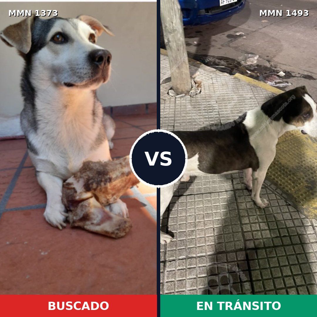 Comparativa MMS 26507: mascota perdida y mascota encontrada, 61% de similitud