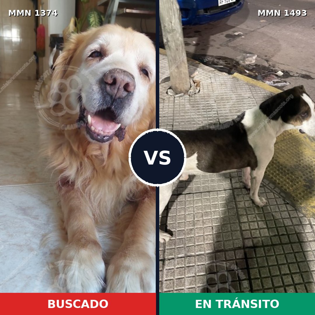 Comparativa MMS 26508: mascota perdida y mascota encontrada, 57% de similitud