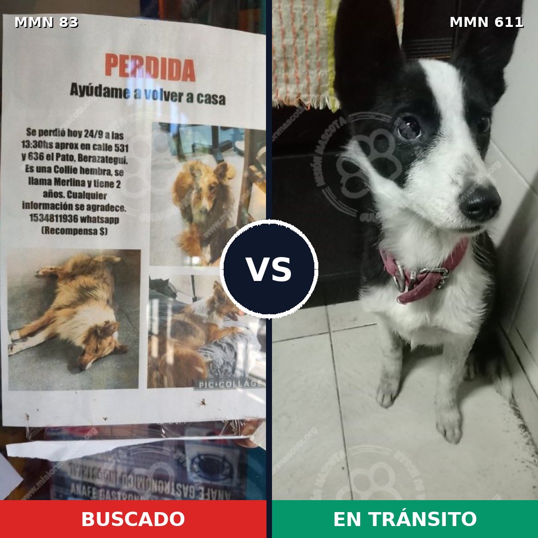 Comparativa MMS 2651: mascota perdida y mascota encontrada, 12% de similitud