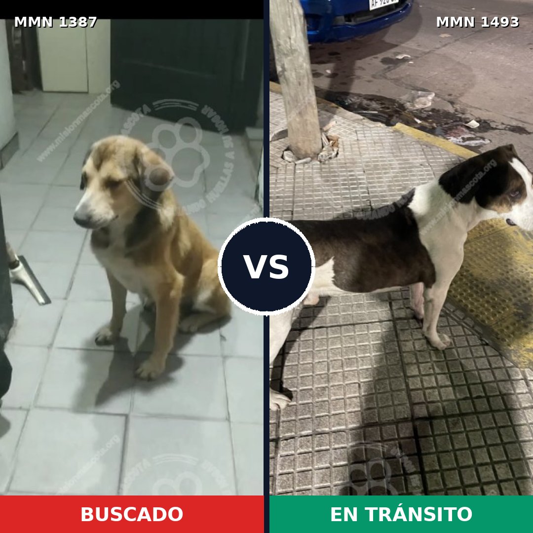 Comparativa MMS 26512: mascota perdida y mascota encontrada, 56% de similitud