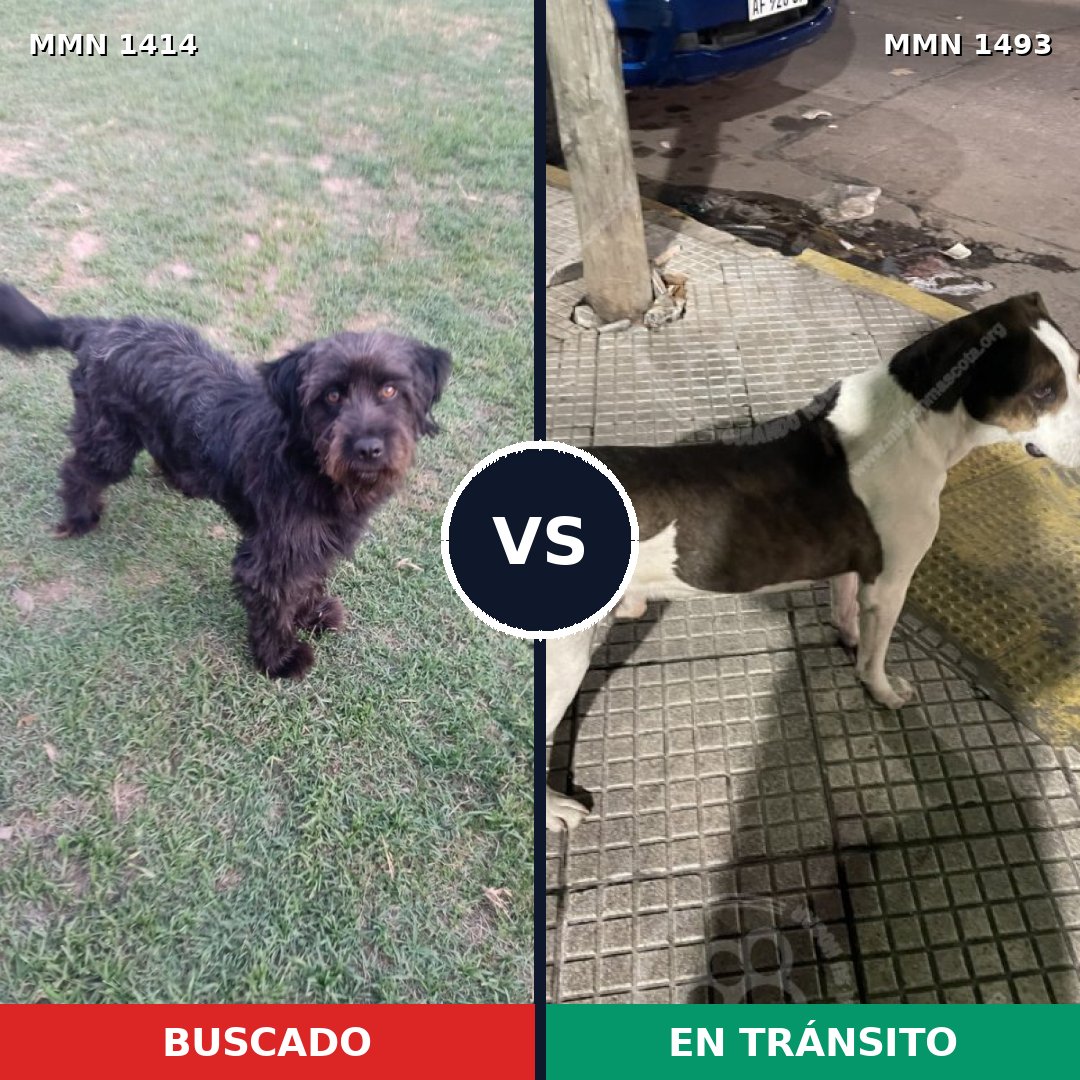 Comparativa MMS 26514: mascota perdida y mascota encontrada, 34% de similitud