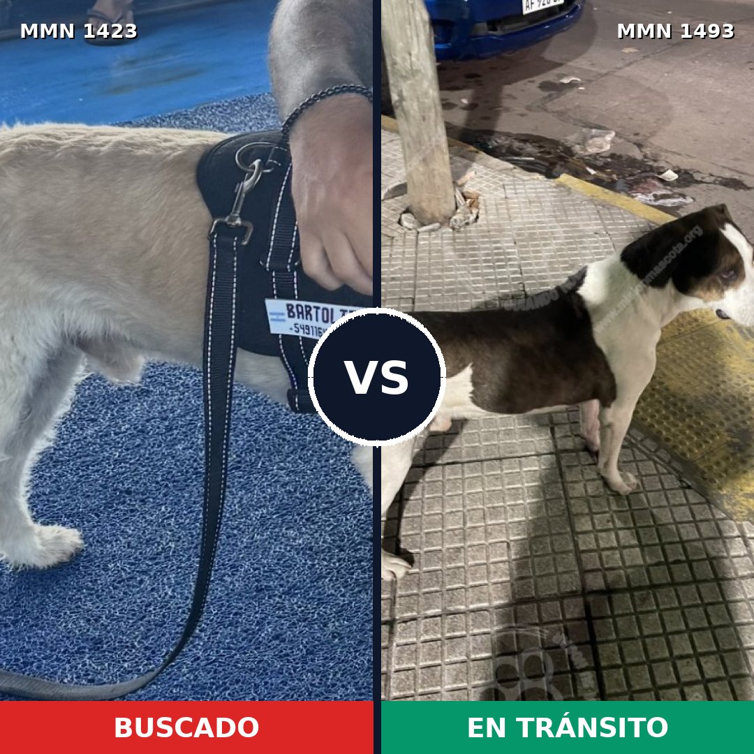Comparativa MMS 26515: mascota perdida y mascota encontrada, 62% de similitud