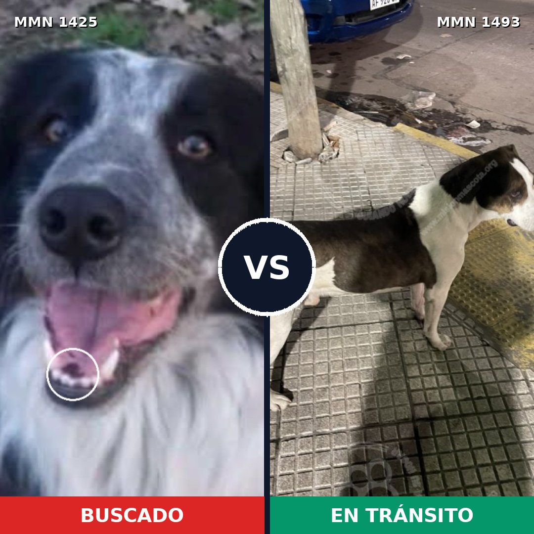 Comparativa MMS 26516: mascota perdida y mascota encontrada, 34% de similitud