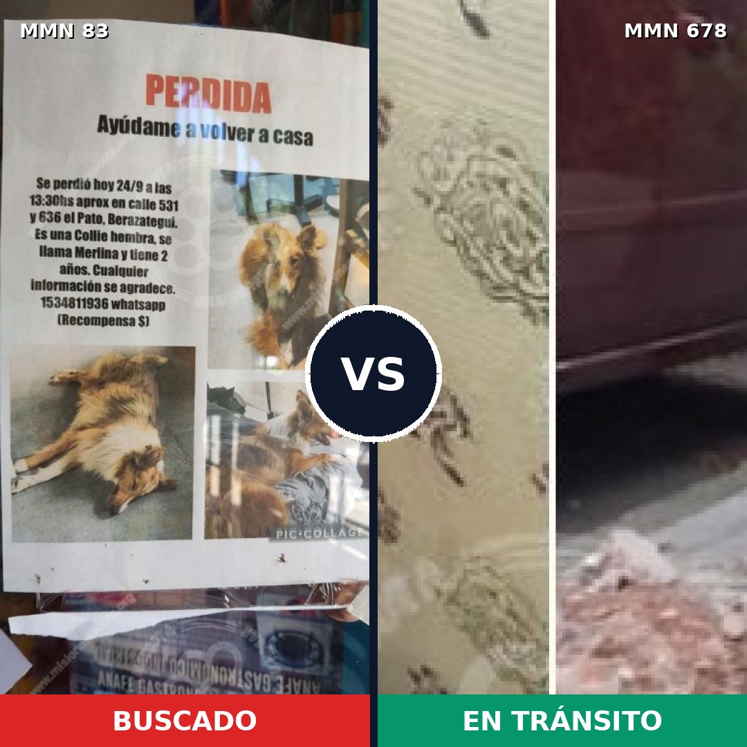 Comparativa MMS 2652: mascota perdida y mascota encontrada, 6% de similitud
