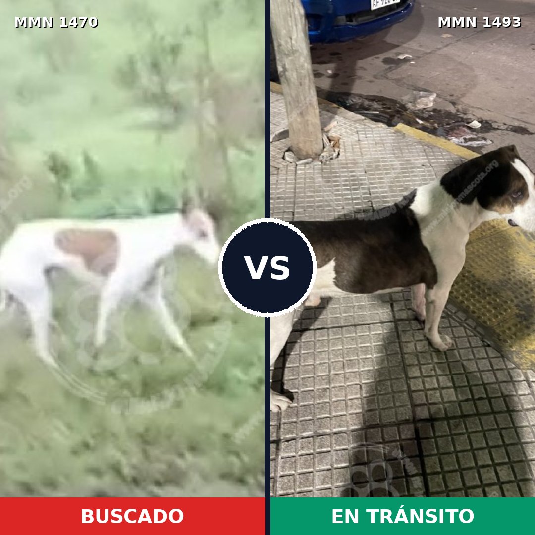 Comparativa MMS 26522: mascota perdida y mascota encontrada, 45% de similitud