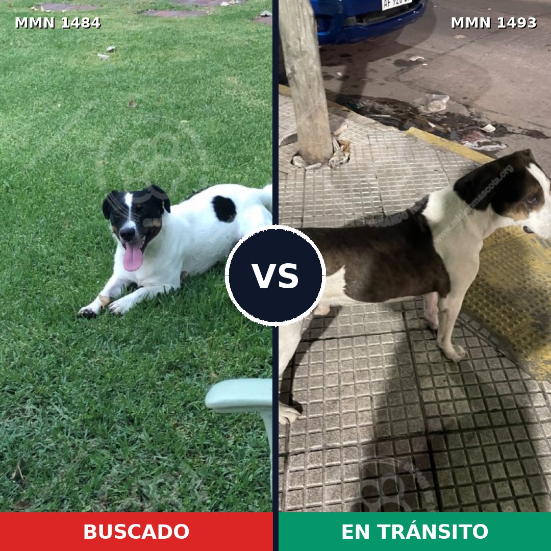 Comparativa MMS 26524: mascota perdida y mascota encontrada, 44% de similitud