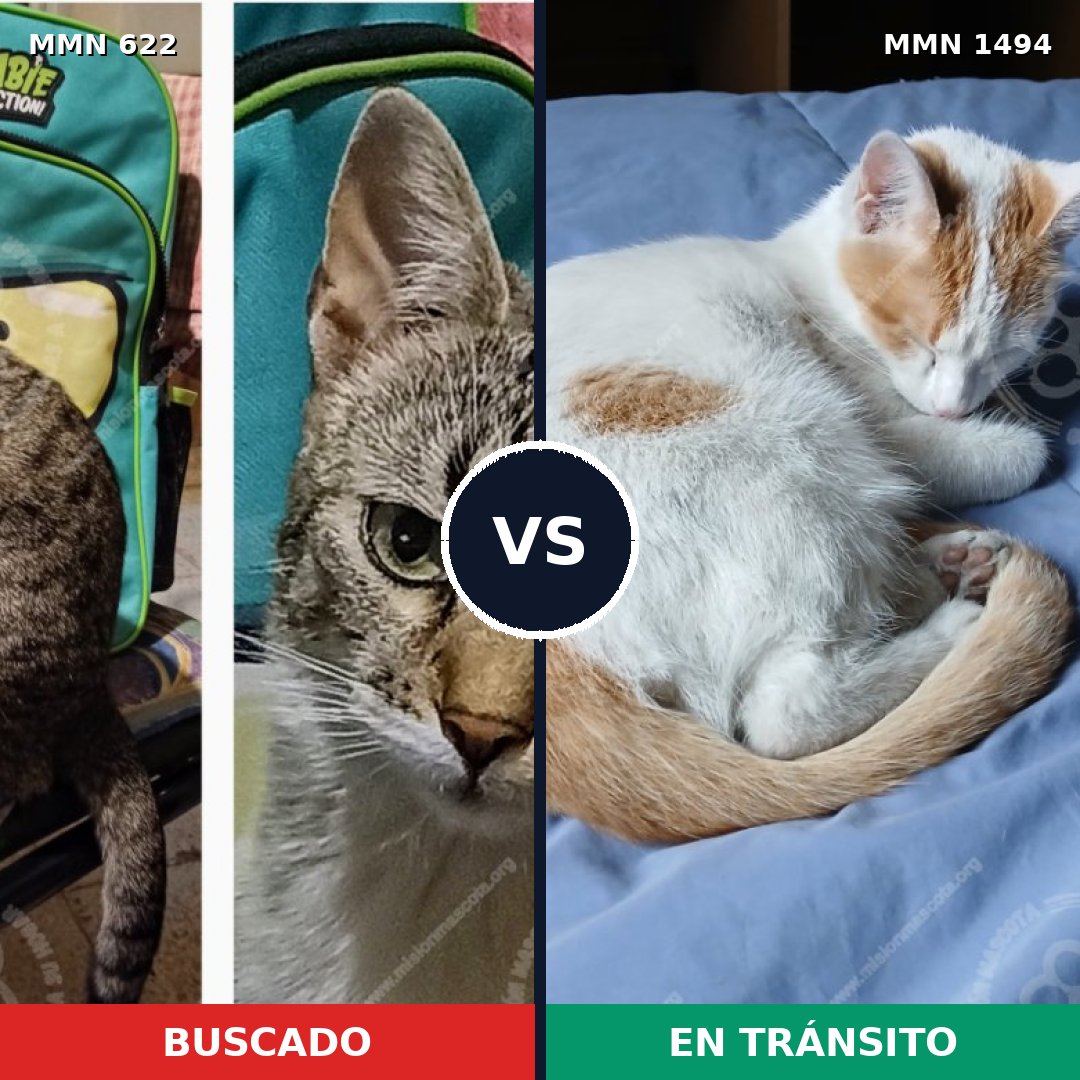 Comparativa MMS 26528: mascota perdida y mascota encontrada, 26% de similitud