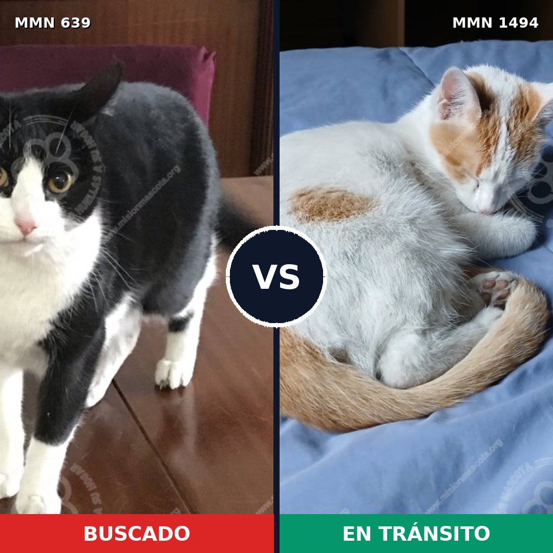 Comparativa MMS 26529: mascota perdida y mascota encontrada, 47% de similitud